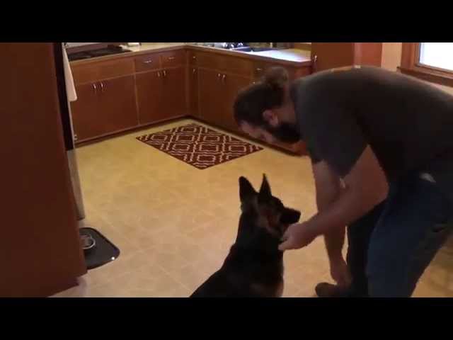 German Shepherd Beginning Nose Work - Suburban K9 Dog Training - Madison