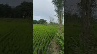 Sistem Tanam Padi Jajar Legowo #shorts #padi #tanampadi #sawah
