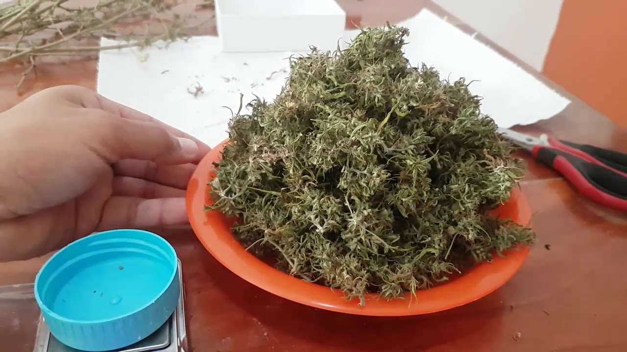 Golden Tiger del banco de semillas ACE seeds cosecha final parte 2