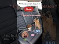 POV: Family Roadtrip be like: (PART-1) #catmemes #relatable #memesphobiaworld