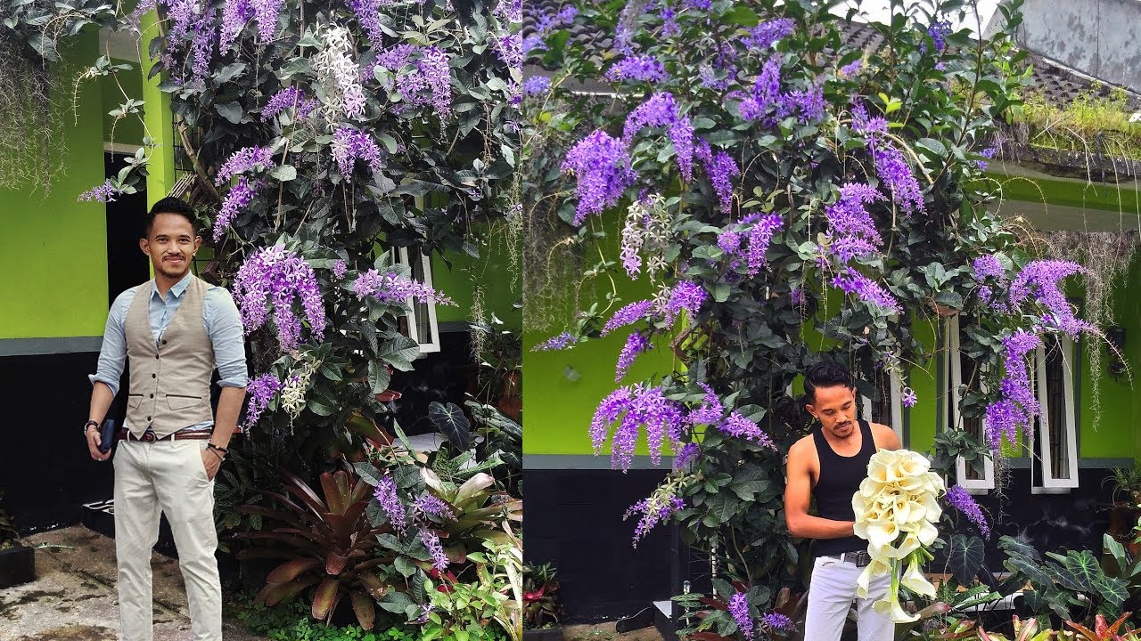 Blue Petrea, dijamin bikin rumah kalian makin kece