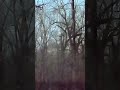 Arkansas green timber duck hunting