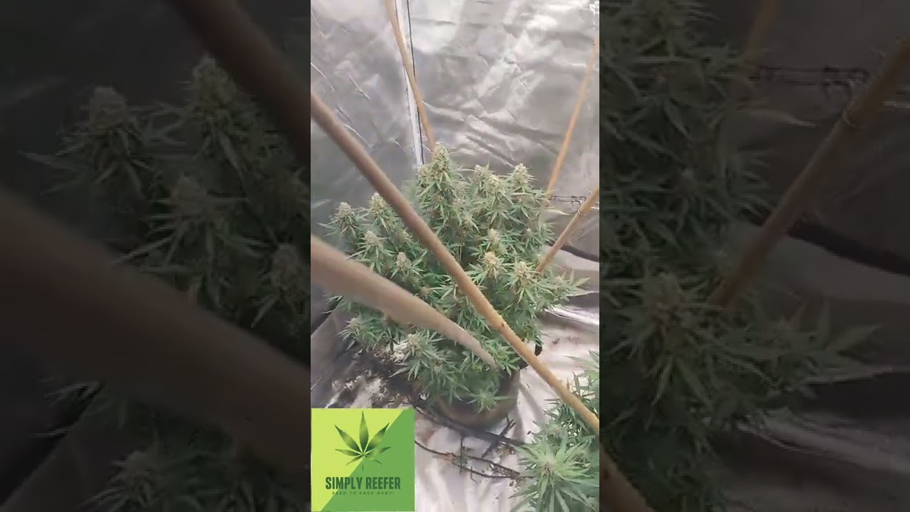 Super Silver Haze, Northern Lights, Tangier Candie and Purple Haze Jamming