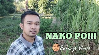 Ganito ang mangyayari pag pinabayaan mo ang Pakchong Napier grass sa Kambingan| Goat Farming