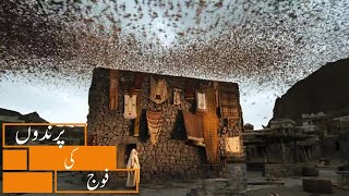 Birds Defending KAABA | Urdu Dubbed | (پرندے کعبہ کا دفاع کرتے ہیں) screenshot 2