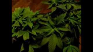 DWC 4 Week and 4 days Purple Kush & Girl Scout Cookies Led Grow