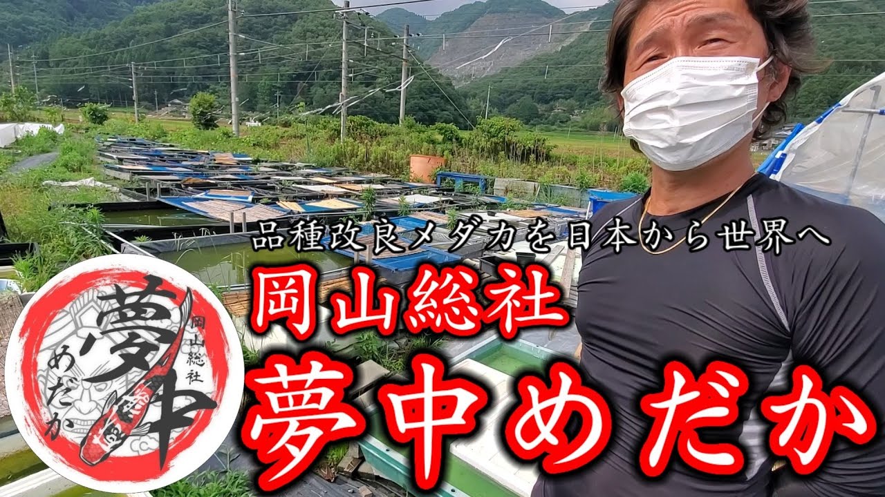 品種改良メダカを世界へ‼️夢中めだかに初訪問【岡山県総社市】坂上社長登場‼️菊間めだか朱光菊.令和黒ラメ幹之サファイア系.グランブルーキッシング.緑光ブルー.アルテミス.安らぎAQUAちゃんねる
