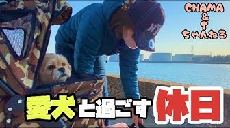 犬と釣り Youtube