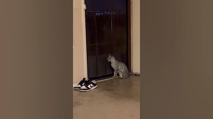 Video 11178571: exotic kitten