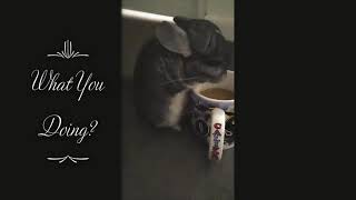 The Chinchilla Milo2021