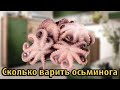 Сколько варить осьминога