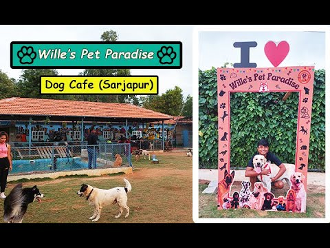WILLE 's PET PARADISE | Weekend Outing With Fur Baby | Dog Cafe In Sarjapur | BoxOfMomentsVlogs