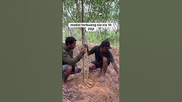 MODAL 20 JUTA HARGA SINGKONG TINGGAL 500 PERAK PERKILO