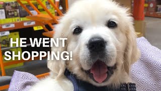English Cream Golden Retriever Puppy Goes Shopping