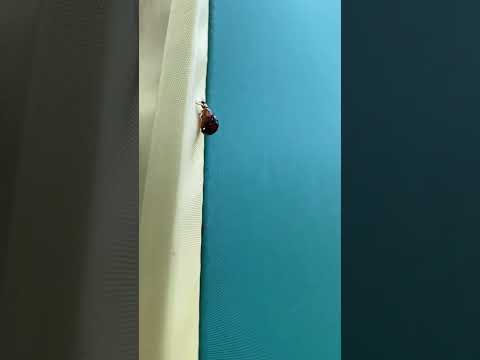 てんとう虫がテントで交尾しています❷ Ladybugs are mating in the Ten #てんとう虫 #テントウムシ #天道虫 #Ladybug #ladybird #ladybeetle