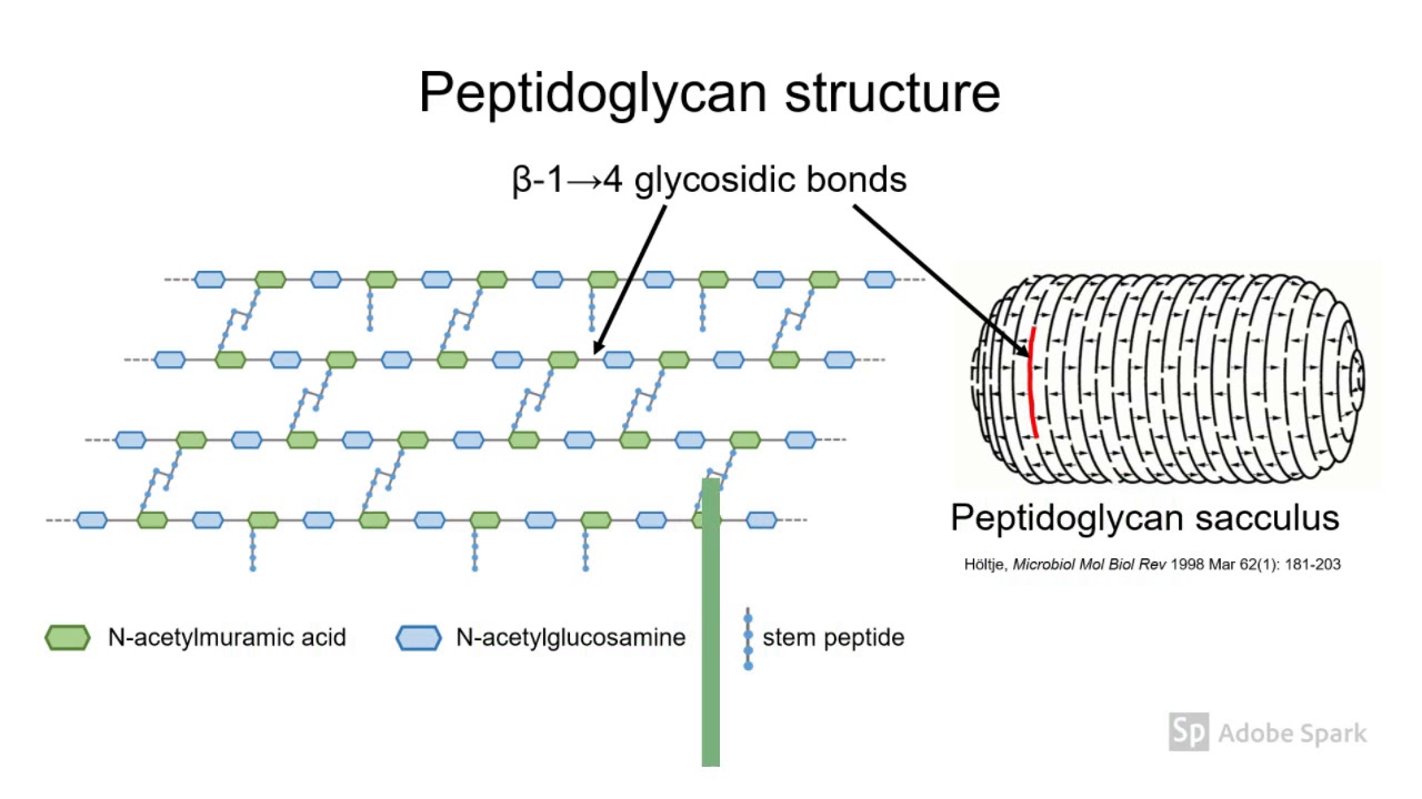 Пептидогликан бактерий. Пептидогликан клеточной стенки. Пептидогликан структура. Строение пептидогликана. Структура пептидогликана микробиология.