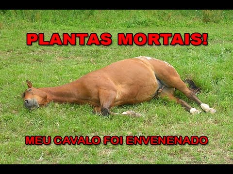 Plantas mais venenosas para os cavalos - CompreRural