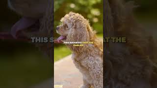 Training Tip For Cocker Spaniels | Part 1