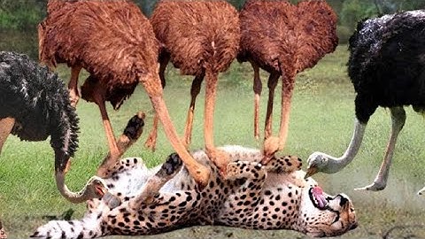 Khám Phá Đà Điểu Châu Phi – Loài Chim To Nhất Thế Giới Có Thể Hạ Gục Sư Tử! 8k