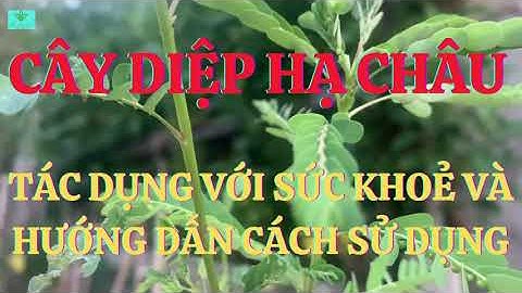 Cây Diệp Hạ Châu: Tác Dụng Với Sức Khoẻ Và Hướng Dẫn Cách Sử Dụng Hiệu Quả