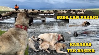 KARABAŞ TEK BAŞINA SÜRÜ KÖPEKLERİNİN ARASINA DALDI. SUYUN İÇİNCE ÖL*MÜNE MÜCADELE