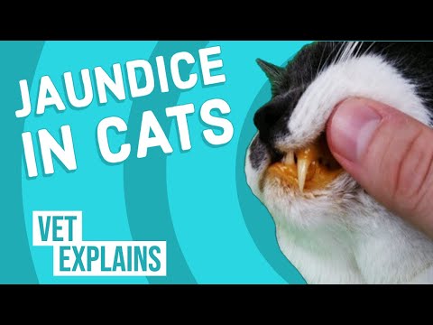 فيديو: اصفرار الجلد (اليرقان) في القطط