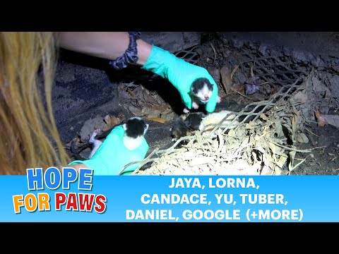 Video: Pet Scoop: Kitten Saved Dankzij de 4-jarige, SeaWorld to End Orca-shows in San Diego