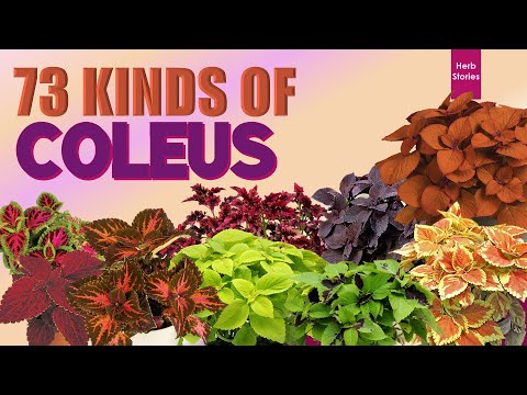 Vidéo: Coleus 