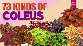 73 KINDS OF ‘MAYANA’ PLANTS!!!   | HERB STORIES