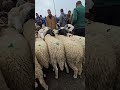 أسعار سوق المواشي اليوم من ولاية البليدة أسعار الاغنام اليوم بعد الاستراد من رومانيا