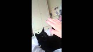 Cat Hi5