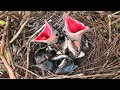 Гнездо Сороки / Common magpie nest / Nido di gazza