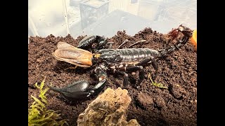 Giant Asian Forest Scorpion , Heterometrus spinifer  rehouse and care