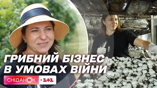 Як власниці грибної ферми вдалося втримати бізнес в умовах війни – Щоденники війни