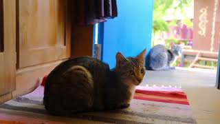 Funniest Animals 2024,Best Funny Cats,Funny Video