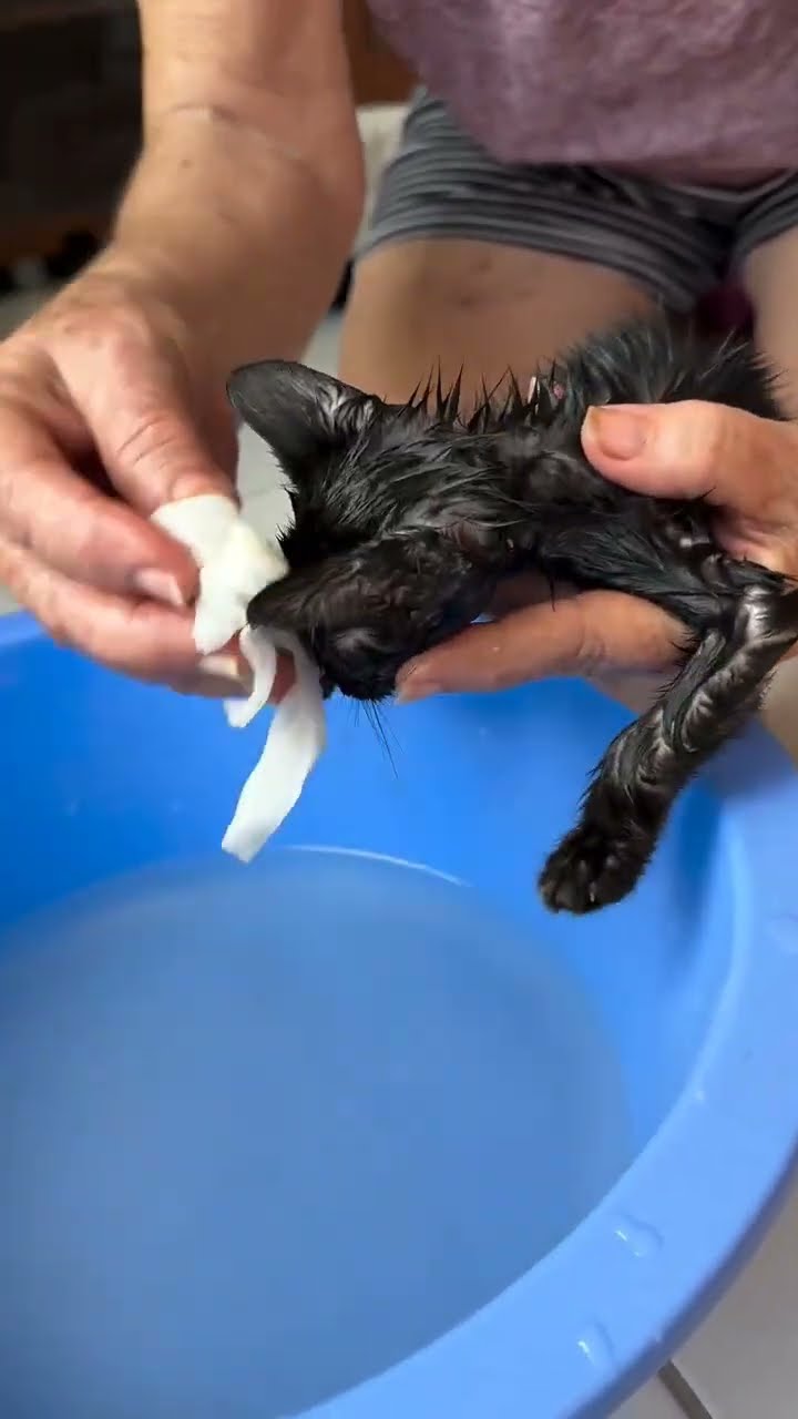Très mignon petite chaton d'amour noir