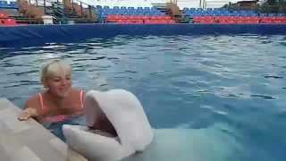 Черноморские дельфины, курорт г.Яровое июль 2015 года