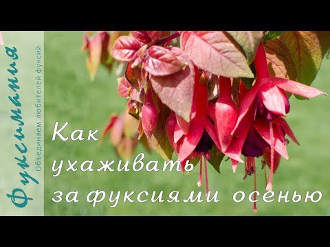 Вопрос: Какой режим освещения фуксии зимой?