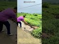 劇的ビフォーアフター！泥と雑草に埋もれた農村道路の復元・清掃工程 #worker #process #cleaning #road #infrastructure