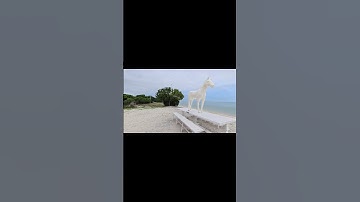 Convert your Insta360 Videos into Gaussian Splatting | Splatica Demo