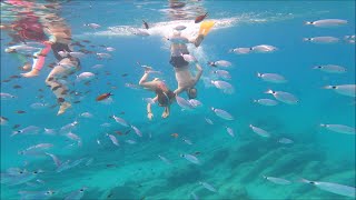 Snorkel con Pescaturismo en Mallorca