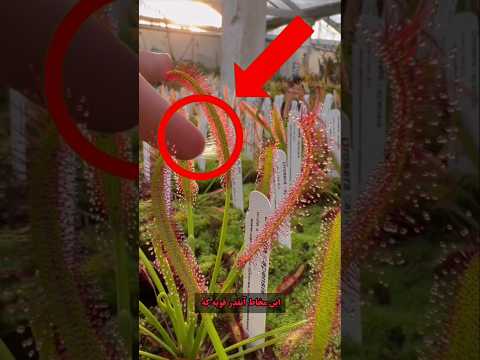 تله مرگبار بی حرکت