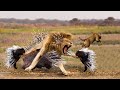 Lion Goes Crazy Painful When Their Body Are Pierced By Porcupine