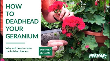 How to Deadhead a Geranium