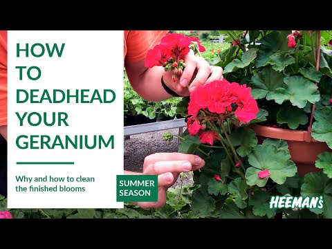 Video: Should I deadhead pelargonium?