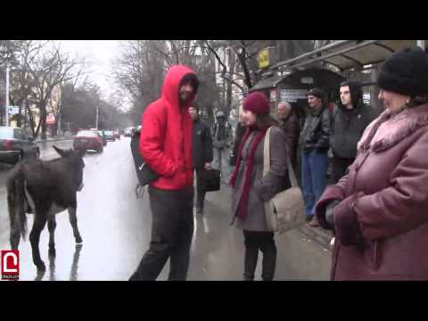 ვირი ქავთარაძის გაჩერებაზე