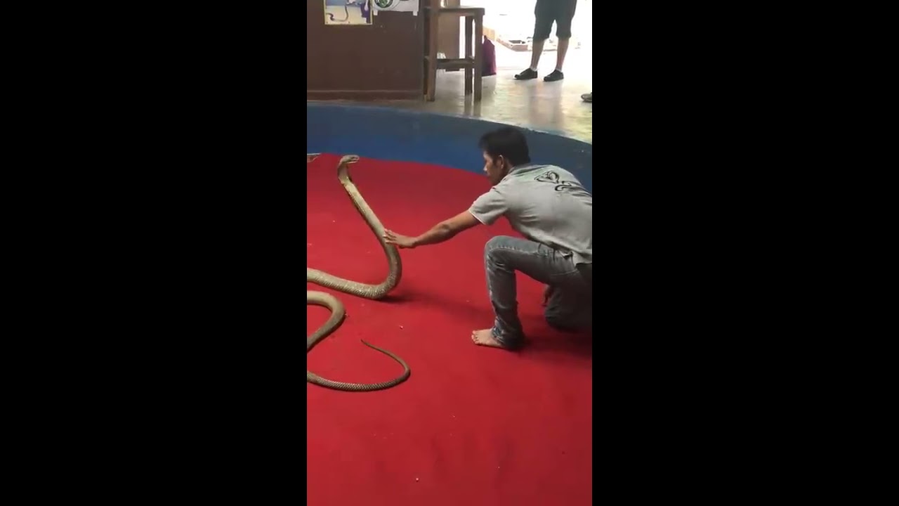 King Cobra Attack