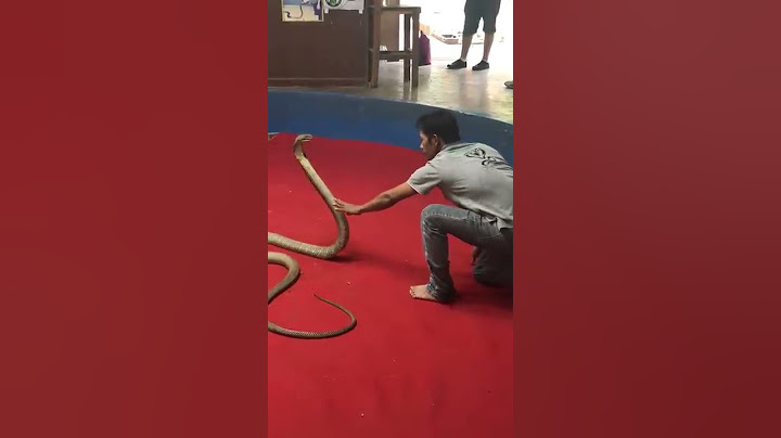 King cobra attack