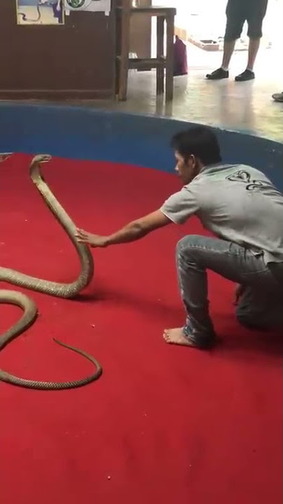 King cobra attack