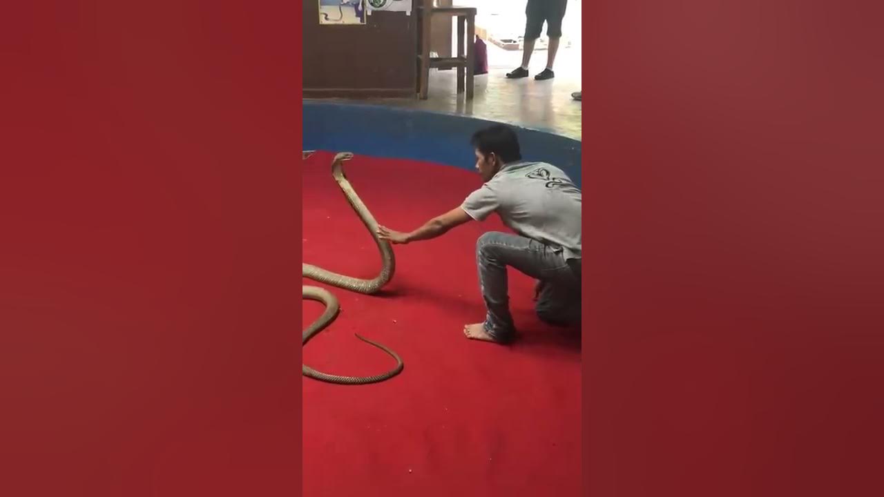King cobra attack King cobra attack